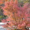 紅葉狩り