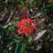 vivid曼殊沙華
