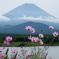 富士と秋桜