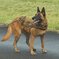 K-9b
