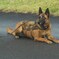 K-9a
