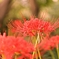 曼珠沙華