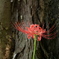 根元に曼殊沙華