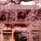 醍醐寺