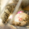 おやすみ