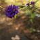 紫の花