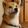日本代表 柴犬！
