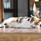 ひなたぼっこ