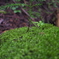 武甲山の苔生した石の上