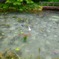 モネの池