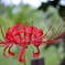 彼岸花＜赤＞