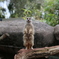 メルボルン動物園2