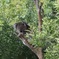 メルボルン動物園3