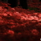 紅いセセラギ
