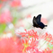 彼岸花と黒アゲハ蝶