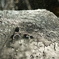 水