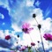 空と秋桜♬