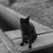 黒猫