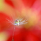 花畑