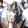 2017.9.18中山競馬場