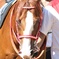2017.9.18中山競馬場