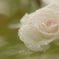 薔薇