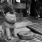 猫の石像