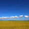 ぽこ雲……再び…。