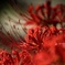紅
