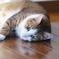 やる気のない息子