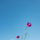 Cosmos