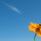 Take the pollen