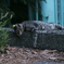 寝落ち猫