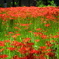 曼珠沙華公園１