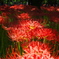 曼珠沙華公園２