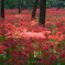 曼珠沙華公園３