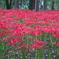 曼珠沙華公園４
