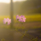 秋桜