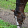 ノーザンの馬たち２