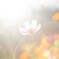 秋桜