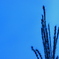 秋空