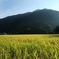田舎の秋