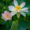 LR_blog_1707毛呂山ハス睡蓮5DmkIV_002475