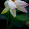 LR_blog_1707毛呂山ハス睡蓮5DmkIV_002488