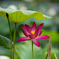 LR_blog_1707毛呂山ハス睡蓮5DmkIV_002504