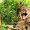 野良猫