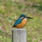 於大公園のカワセミ