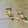 於大公園のカワセミ
