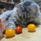 ミニトマトとねこさん