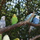 インコ